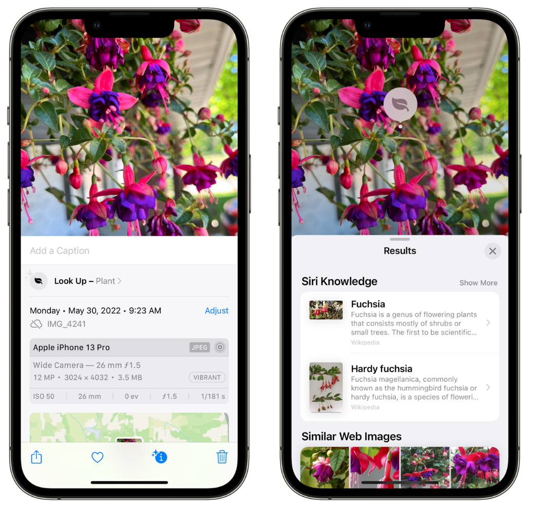 金阳苹果手机维修分享小技巧：使用 iPhone 相机识别花卉植物 